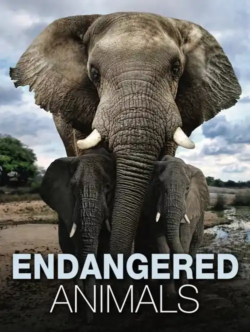 Endangered Animals Szybka dostawa